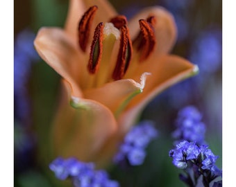 Orange Lily and purple flowers