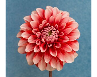 Red Dahlia on a blue background