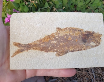 大型化！5000万年前のナイティア魚の化石 ワイオミング州産 785グラム