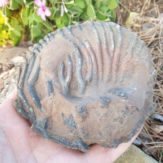 モロッコのウミユリ化石：4億5000万年前の海生植物（3.22 x 3.46インチ
