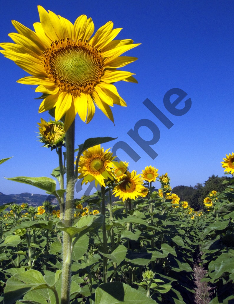 Sunflower Coloring Page for Adults Grayscale High Resolution Printable