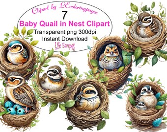 Baby Quail Nest Clipart, Transparent PNG, Commercial Use (Digital Download)