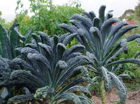 Cavolo Nero / Black Kale - Etsy Finland