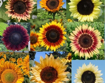 Tournesols Procut 10 sachets de 20 graines aux couleurs : rose, mauve, orange, blanc, jaune, citron, rouge, bicolore