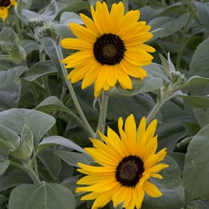 Op de afbeelding: Twee zonnebloemen met heldergele bloemblaadjes en donkerbruine centra staan tegen een achtergrond van groen gebladerte. De afbeelding toont de natuurlijke schoonheid van deze bloemen en benadrukt hun zonnige uiterlijk en ingewikkelde details.