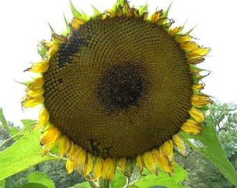 Mongolian Giant Sunflower