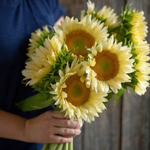 Sunflower Procut White Lite | Witte Zonnebloem | Tournesol blanc | Girasol blanco |