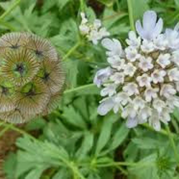 Scabiosa Stellata - Pincusión