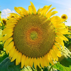 Girasol gigante de Mongolia