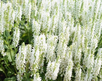 Semi di SALVIA nemorosa 'Merleau White' 20 pezzi