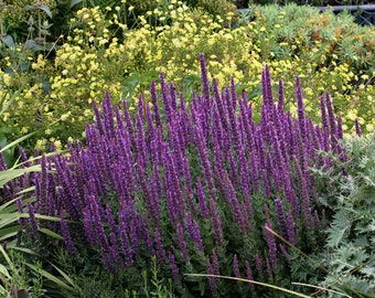 Semi di NEPETA tuberosa 40 pezzi