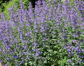 NEPETA racemosa 'Select' 40pcs Semillas