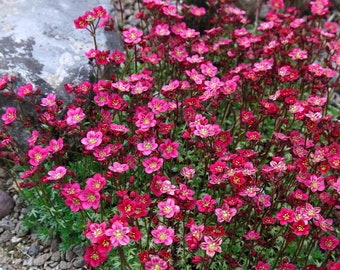 Semi di SAXIFRAGA x arendsii 'Purpurteppich' 200 pezzi