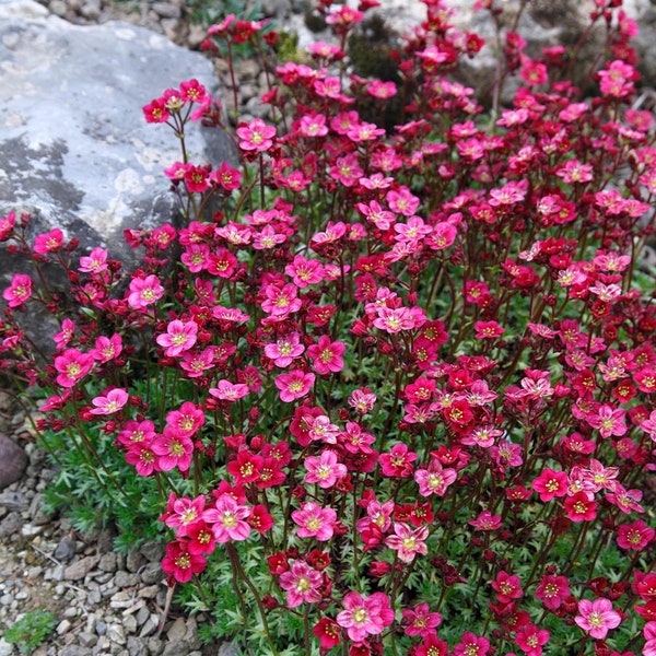 SAXIFRAGA x arendsii 'Purpurteppich' 200pcs Semillas