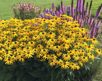 Rudbeckia fulgida 'Goldsturm' 40 pcs graines