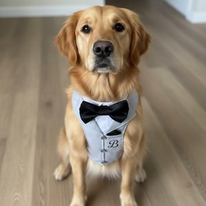 Op de afbeelding: Een Golden Retriever-hond met een lichtgrijs smokingvest met een zwarte vlinderdas. Het vest heeft een klein zakje en de letter "B" erop geborduurd. De hond zit op een lichtbruine houten vloer.
