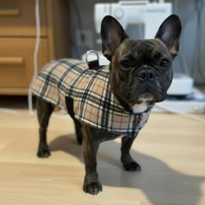 Può includere: Un bulldog francese di colore scuro che indossa un cappotto per cani a quadri beige, nero e rosso. Il cane è in piedi su un pavimento di legno chiaro, guardando direttamente la fotocamera. Il cappotto ha un attacco per imbracatura.