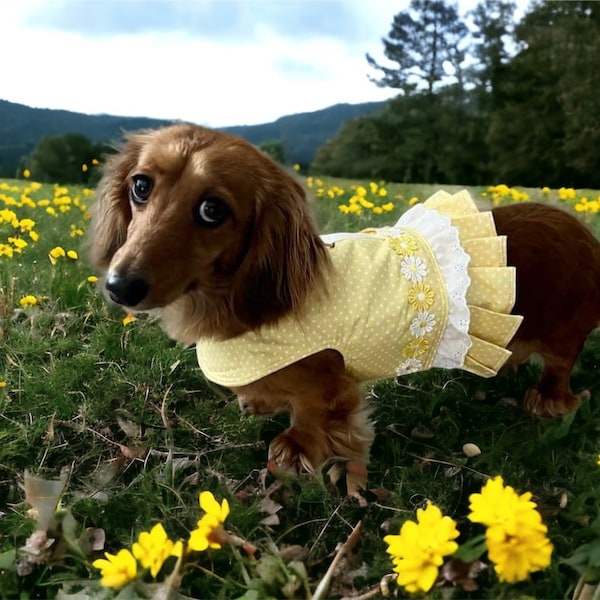 ARNÉS PARA PERRO MASCOTA gatito cachorro gato arnés lunares correa margarita perro regalo ajustable niña pequeño perro cumpleaños boda ocasión especial amarillo