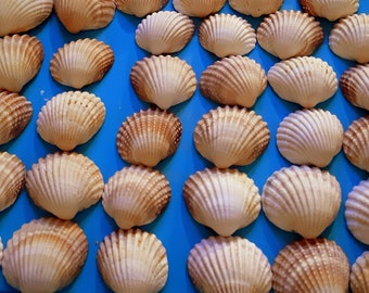 IrishSeaShellCrafts - Etsy Ireland