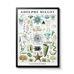 May include: A vintage scientific illustration of various marine life, including jellyfish, starfish, sea urchins, and seaweed. The illustration is in a black frame and features the text "ADOLPHE MILLOT" and "OCÉANOGRAPHIE".