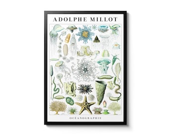 Vintage Ocean Life Giclée Print | Affisch | Adolphe Millot botanisk illustration | Lustre/Matt | Väggdekor | inramad A6 A5 A4 A3 A2 A1