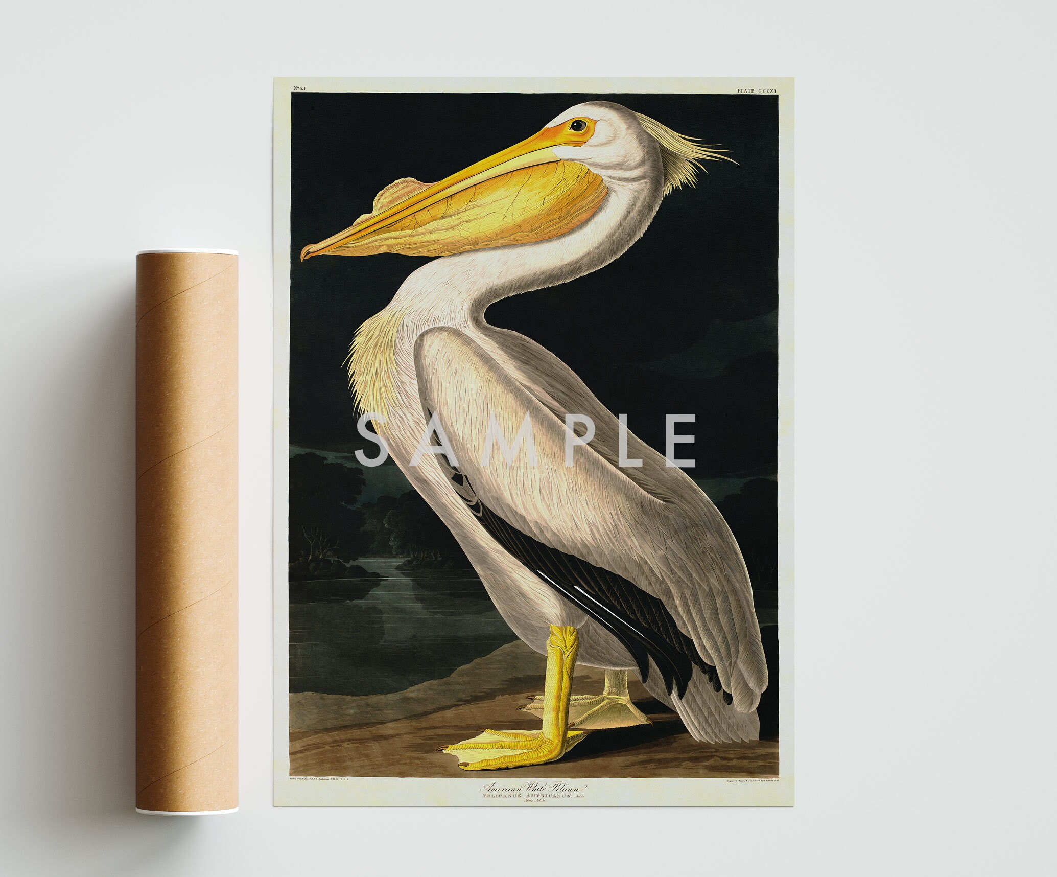 American White Pelican Poster, John James Audobon Wall Art Print ...