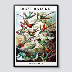 Ernst haeckel hummingbirds portrait, vintage illustration wall art, zoology nature decor print, perfect gift idea