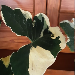 Mickey Mouse Alocasia Variegated Xanthosoma Sagittifolium X-Large 36&quot; to 48&quot; Four Stalk house plant