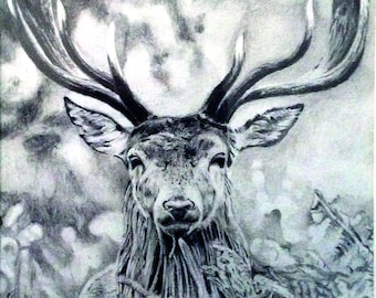 Reindeer drawing with white frame