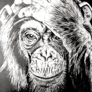Chimpanzee pencil drawing in frame