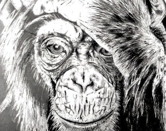 Desenho a lápis de chimpanzé em moldura