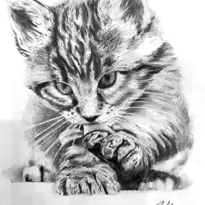 Cat pencil drawing in frame