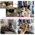 PERSONALISED CAT Custom Plushie | Crochet | A plush based off your pet !
