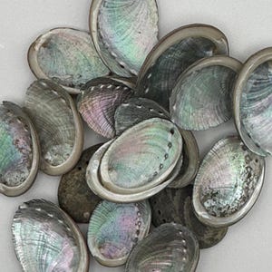 May include: A collection of oval-shaped abalone shells featuring iridescent, pearlescent interiors with swirling hues of green, blue, pink, and silver. The shells have smooth, polished surfaces and exhibit natural variations in color and texture.