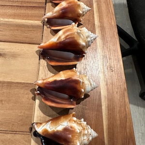 May include: Five conch shells arranged in a vertical line, each featuring a spiral shape with a pointed apex. The shells display a gradient of colors ranging from creamy white and tan to deep brown, with smooth, polished surfaces and wide openings.