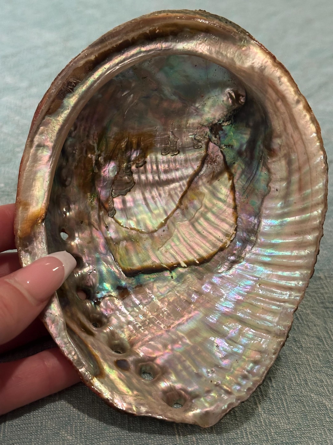 Abalone Shell 5-6 Inch| Iridescent Seashell for Smudging, Jewelry ...