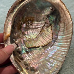 May include: An iridescent abalone shell with a pearlescent interior. The shell displays a range of colors, including pink, green, and gold, with a textured surface. The shell has a natural, organic shape and is a decorative item.