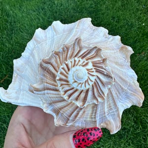 May include: A large, spiraled seashell featuring a prominent central whorl with intricate brown and cream-colored ridges. The shell has a wide, flared outer edge with a textured, scalloped surface that radiates outward from the center point.