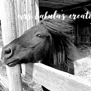 Black Pony Image