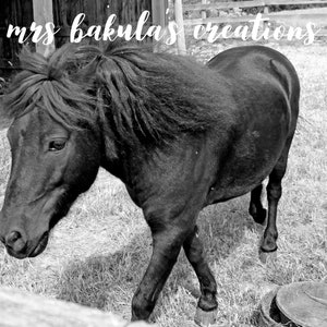 Black Pony Image