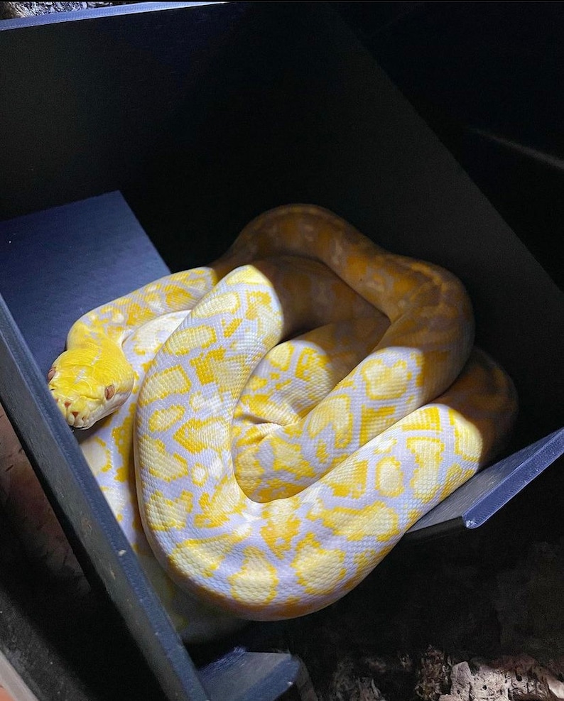 Op de afbeelding: Een gele en witte pythonslang die opgerold ligt in een zwarte doos.