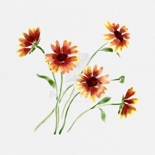 Gaillardia Blanket Flower Clip Art PNG JPG SVG Digital Download Vintage Red and Yellow Flower Bouquet Watercolor Illustration