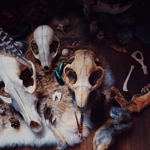 Mystery Box | Vulture Culture | Skull Box | Oddity Box