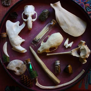 May include: A circular dark red tray containing an assortment of natural objects including two white animal skulls, a large flat bone, a long bone fragment, a curved rib bone, a fossilized ammonite, a pinecone, a polished stone, and glass vials.