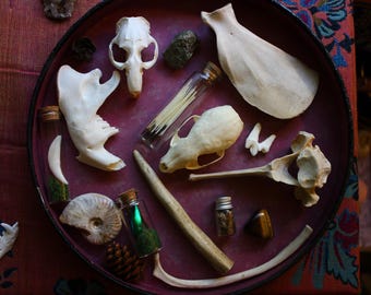 Oddities Mystery Box | Forest Box | Natural  Curiosities | Skull Box | Original Box