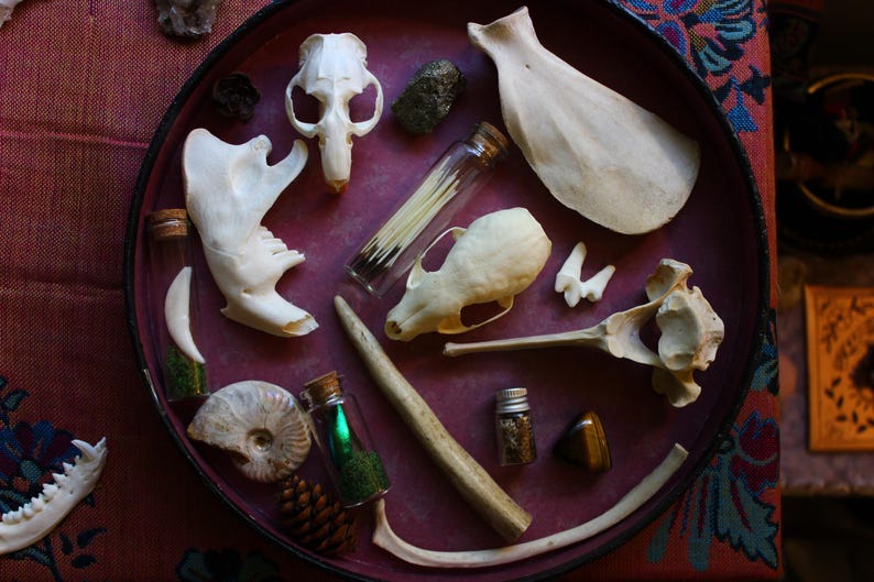 Puede incluir: Una bandeja circular de color rojo oscuro que contiene un surtido de objetos naturales, incluyendo dos cr&aacute;neos de animales blancos, un hueso plano grande, un fragmento de hueso largo, una costilla curva, un ammonite fosilizado, una pi&ntilde;a, una piedra.