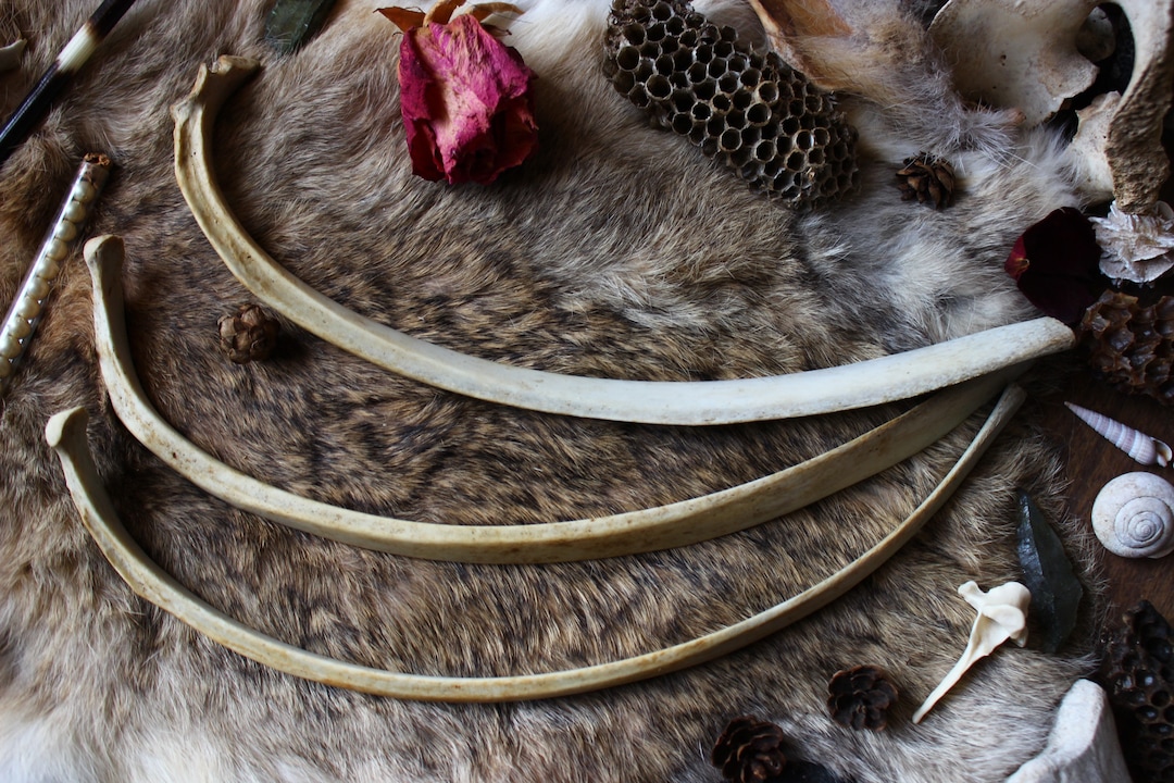 Three Whitetail Deer Rib Bones Real Deer Bones Deer Bones Etsy