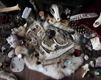 Oddities Mystery Box | Vulture Culture Curiosities | Skull Box |