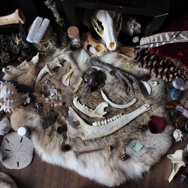 Oddities Mystery Box | Vulture Culture Curiosities | Skull Box |