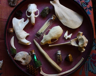 Caja misteriosa de rarezas / Curiosidades / Caja de calaveras / Caja del bosque